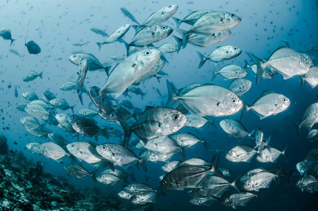 5 Reasons to Ban Deep Sea Mining
