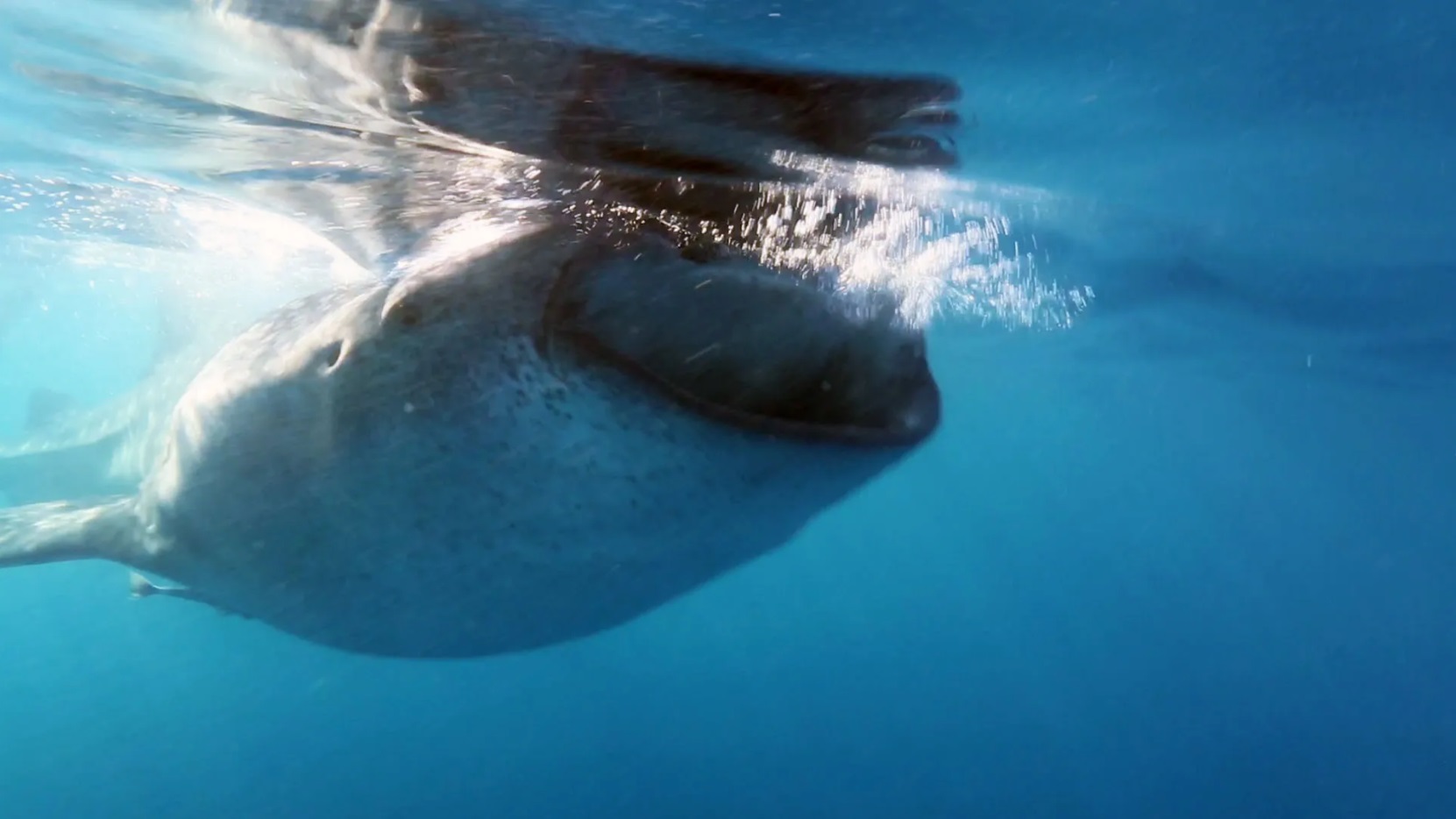 Stop Deep Sea Mining Before it Happens