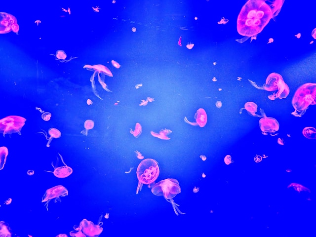 Deep-sea Mining Discharge Can Disrupt Midwater Food Webs